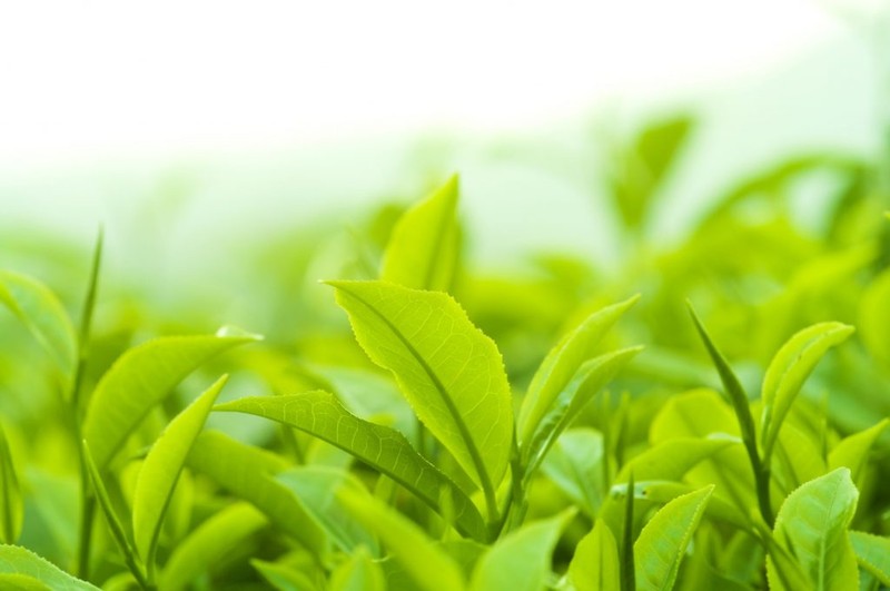 Private Label Green Tea Eye Cream, Contract Manufacturing Green Tea Eye Cream, Green Tea Eye Cream Contract Manufacturer, Green Tea Eye Cream OEM, Green Tea Eye Cream Custom 