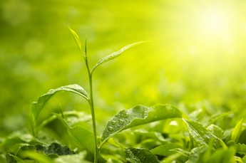 Green Tea Cleanser