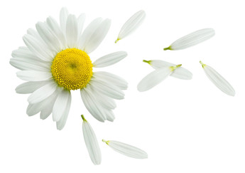 Chamomile Soothing Lotion