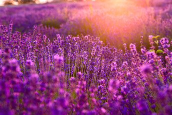 Lavender Foot Soak