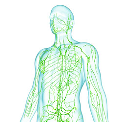Lymphatic Massage Oil 